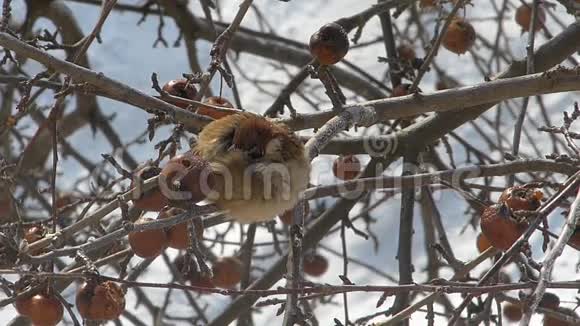 麻雀在苹果的树枝上视频的预览图