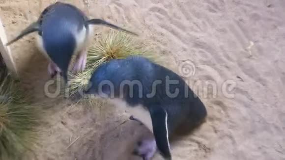 企鹅在沙滩上慢动作行走视频的预览图