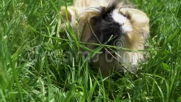 几内亚猪在外面吃草慢动作快关门视频的预览图