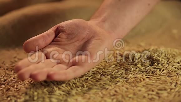 农民手中的燕麦种子农产品质量标准视频的预览图