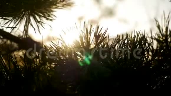 日落时的大型云杉针视频的预览图