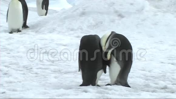 帝企鹅夫妇视频的预览图