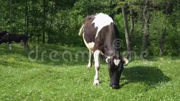 黑白牛在外面吃草视频的预览图