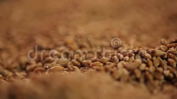 精选小麦插秧特写镜头国家农业生产视频的预览图