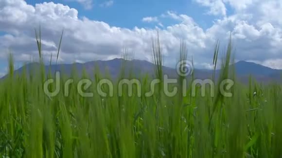 绿色的麦田在背景山视频的预览图