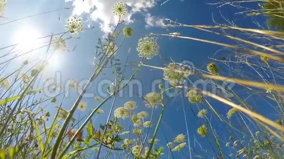 德国草地上的野生胡萝卜视频的预览图