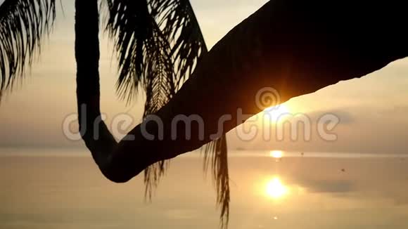 金色的傍晚阳光透过海滩上的普拉姆树照耀着天堂岛慢动作1920x1080视频的预览图
