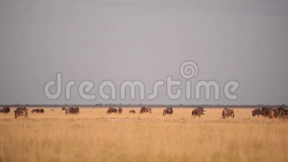 非洲的野生动物视频的预览图