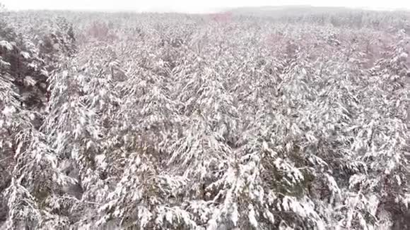 飞越一个冬季森林视频的预览图