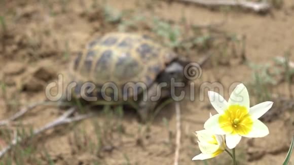 中亚乌龟50p视频的预览图