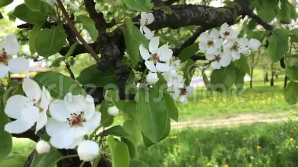 春天果树开花了风摇摆着树枝嫩绿的叶子和嫩嫩的花朵视频的预览图