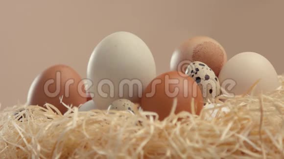 准备孵蛋的蛋视频的预览图