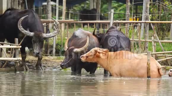 水牛和白化水牛在池塘里休息视频的预览图