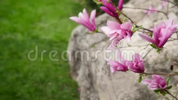 粉红色玉兰花粉红色玉兰花粉红色玉兰花粉红色玉兰花在树枝上视频的预览图