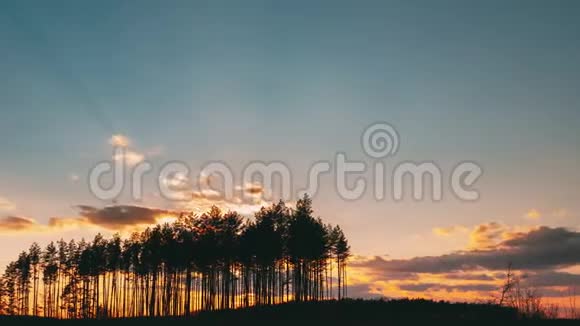 松林中的日落阳光明媚的春天针叶林阳光照耀阳光照耀树林视频的预览图