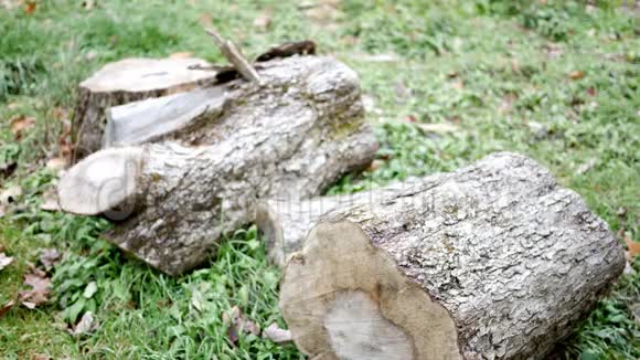 在凉爽的下午一群砍碎的木头坐在树桩旁的草地上视频的预览图