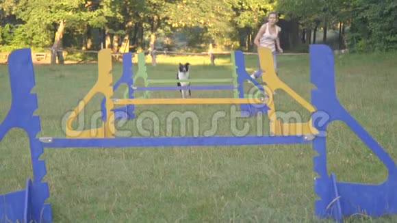 边境牧羊犬跳得很高穿过障碍沿着女孩的训练者在绿色草坪上奔跑动作缓慢视频的预览图