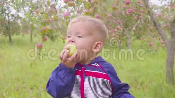 可爱的学龄前小男孩在有机农场吃红苹果健康食品收获视频的预览图