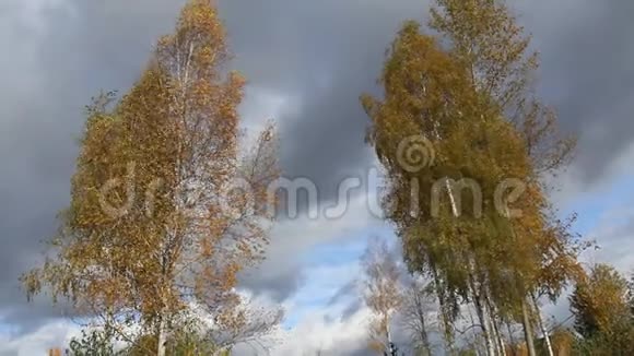 白桦树的金冠蓝天白云视频的预览图