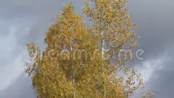 秋天蓝天背景下白桦树的金冠视频的预览图