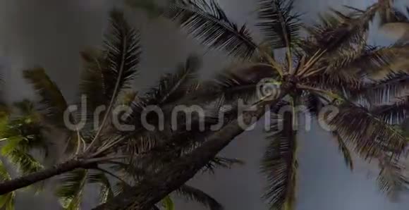 棕榈树之上的夜空和满月视频的预览图