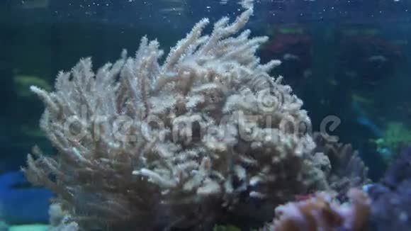 海洋植物和动物视频的预览图