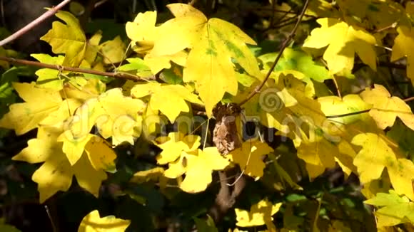 田野里的黄叶枫在风中簌簌作响最后一只飞蝇在叶间飞舞视频的预览图