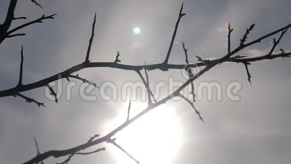 蓝色背景上的干树枝干燥的树枝带刺的刺和蜘蛛网对抗蓝天阳光的生活方式视频的预览图