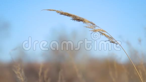 干燥的草叶在风中摇曳视频的预览图