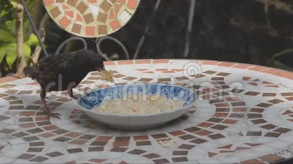 小鸟自助餐视频的预览图