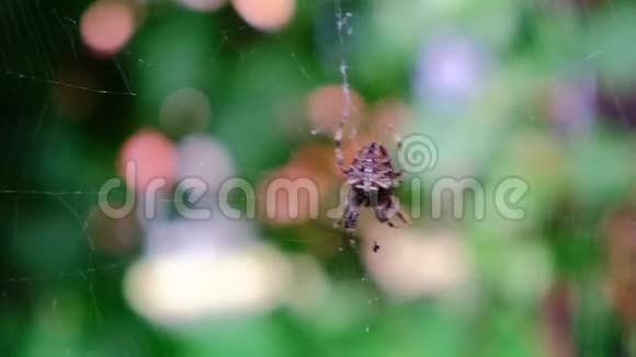 花园里的十字蜘蛛在捕食它视频的预览图