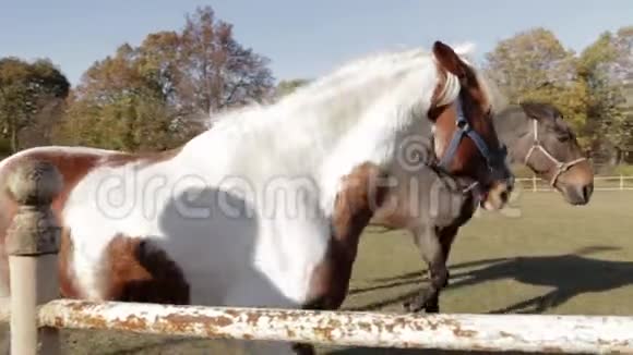 有趣的马在牧场慢动作视频的预览图