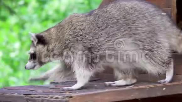 一只可爱的毛茸茸的浣熊在木屋里玩可爱的可爱的好奇的浣熊视频的预览图