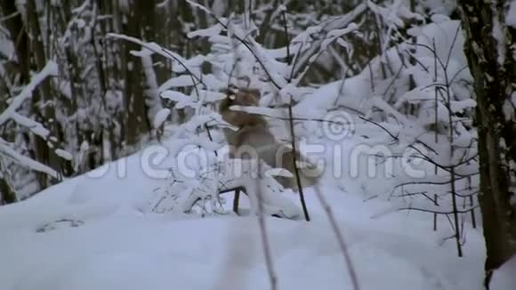 黄色的狗在深雪中游荡视频的预览图