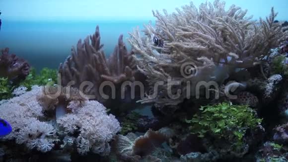 水族馆里的海洋动物视频的预览图