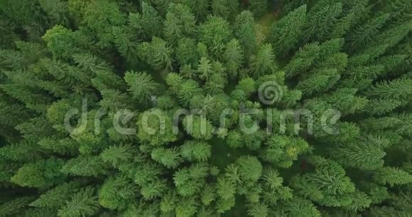 夏末云杉林4k鸟瞰环境概念视频的预览图
