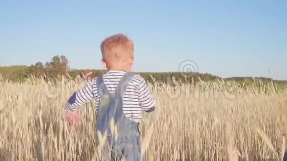 小农场主快乐的小男孩在阳光明媚的日子里带着成熟的黑麦去野外慢动作概念视频的预览图
