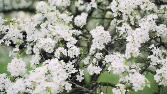 春天花园里的一棵樱桃树视频的预览图
