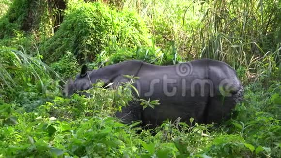 亚洲犀牛吃绿草尼泊尔奇旺国家公园视频的预览图