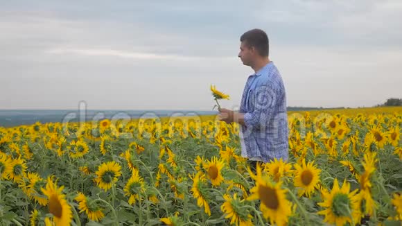 一个农夫在一片田野上向日葵微笑着手里拿着向日葵的慢动作视频麦田夏田视频的预览图