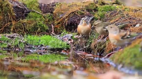 秋天森林中鸟群饮水视频的预览图