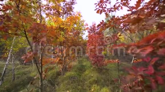 秋季橡树背景运动凸轮视频的预览图