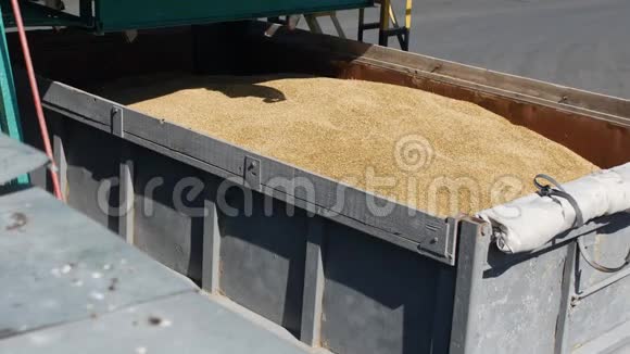 收集大麦谷物用于质量控制或分析面包制品厂碾磨和饲料企业视频的预览图