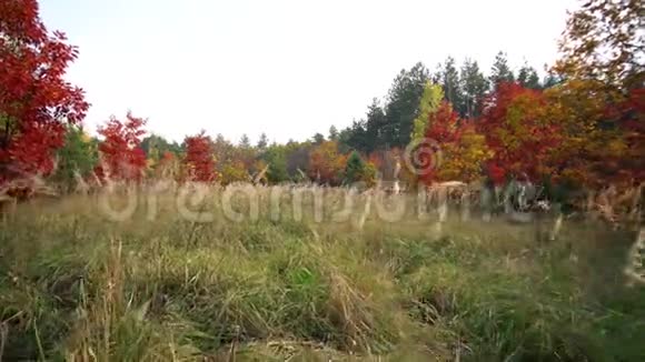 秋季橡树背景运动凸轮视频的预览图