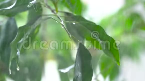 喷洒的水落在绿色植物的叶子上慢动作视频的预览图