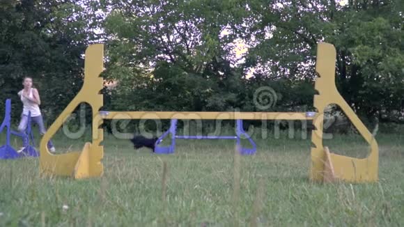 训练一个边境牧羊犬跳过障碍女驯兽师慢镜头拍摄视频的预览图