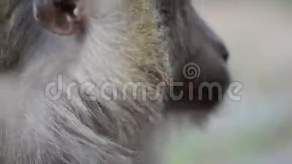 有趣的猕猴在野生环境中痒痒抓挠它的皮毛和体毛视频的预览图