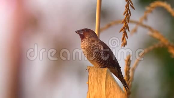 捕茎玉米的小鸟在玉米地里鸟是有鳞的长胸的视频的预览图