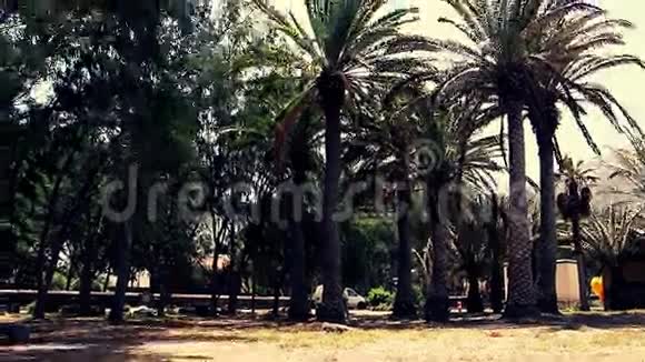 加那利大棕榈视频的预览图