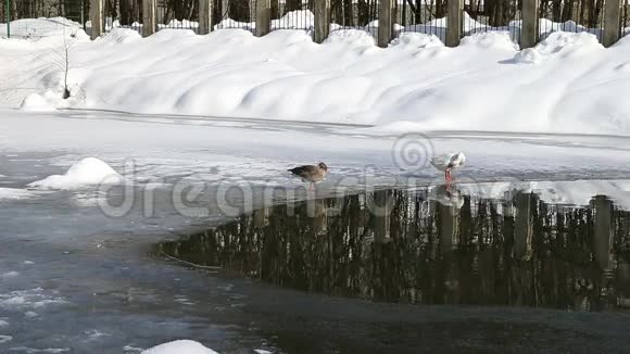 冬天湖上的鹅对视频的预览图